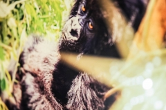 Osteomyelitishilfe_Weihnachtsmarkt_2017_10